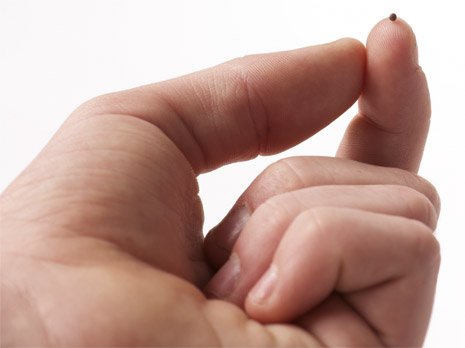 mustard seed